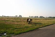 IMG_0434 Tiszadada Cow And Bike Herder